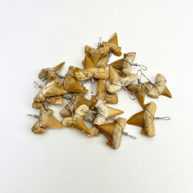 Shark Teeth Pendants | 15-20mm | Morocco